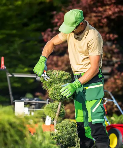 Gartenpflege in Aktion: Galabauer schneidet einen Buchsbaum mit einer Gartenschere für eine perfekte Formgebung.